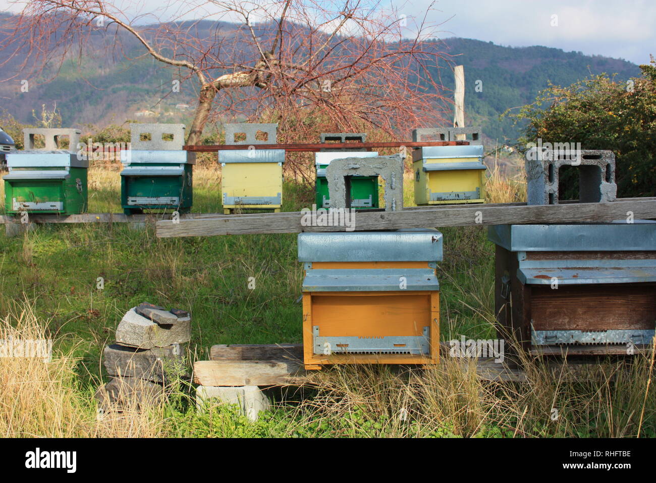 beekeeping. the bees work in the hives where they produce honey, in