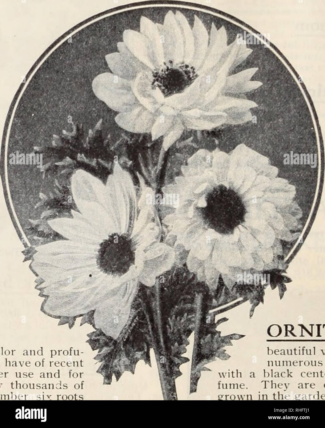 . Boddington's quality bulbs, seeds and plants / Arthur T. Boddington.. Nursery Catalogue. Arthur T.Boddin^'ton, 342 West 14th St.. New York City Miscellaneous Bulbs for Indoor Flowering ALLIUM Neapolitanum. An excellent forct-r for winter-flowering, with immense trusses Uoz. of white llowers |o 15 Luteum. Yellow 05 Roseum. Pink 25 Azureum. Blue i 00 100 $1 00 50 I 25 6 50 In order to obtain fine specimens of Ama- ryllis the following; method should he fol- AMARYLLIS. lowed: On receipt of the bulbs in the autumn they should be placed where they will be always sli,i;litlv uioi.st and warmâunder Stock Photo