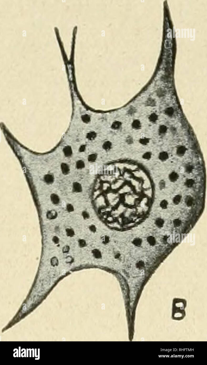 . Boletín de la Sociedad Española de Biología. Biology. Fig, 1. —Distintos tipos de células conjuntivas del mesodermo de Sagarita parasítica. — A, célula conjuntiva redondeada; B, C, células conjuntivas de tipo estrellado; D, célula conjuntiva fusiforme.. Please note that these images are extracted from scanned page images that may have been digitally enhanced for readability - coloration and appearance of these illustrations may not perfectly resemble the original work.. Sociedad española de biología; Sociedad española de biología. Madrid. Sociedad Espanñola de Biología Stock Photo