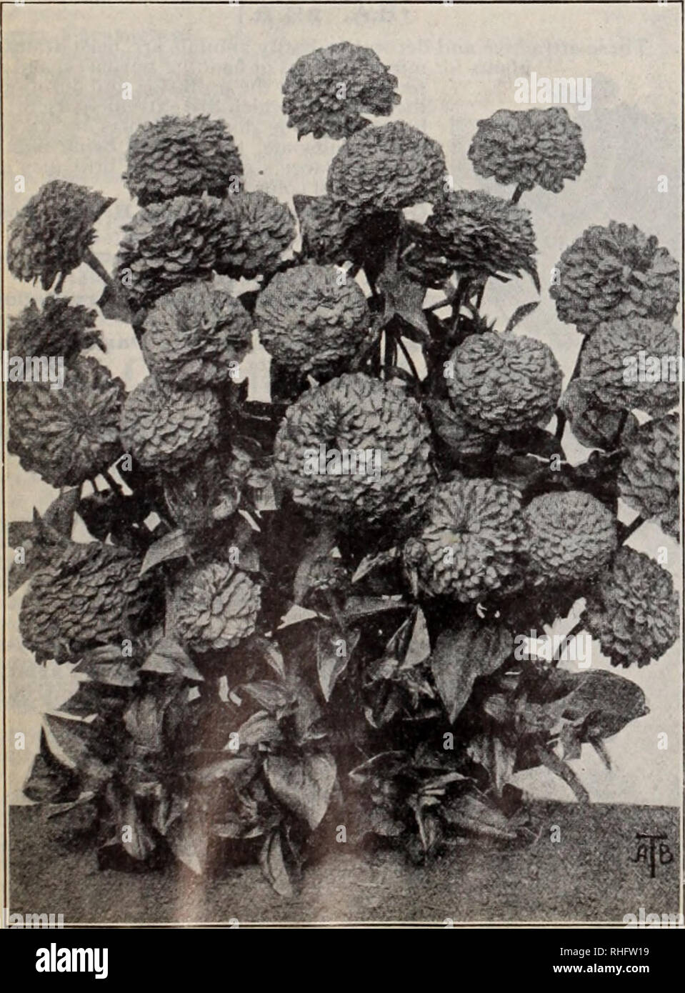 . Boddington's quality bulbs, seeds and plants / Arthur T. Boddington.. Nursery Catalogue. BODDINGTONS ^A^dtttA/ SEEDS 65 Trachelium coeruleum G.S. A free-growing greenhouse annual of easy culture, having large cloud-like heads of clear pale mauve flowers somewhat resembling Gypsophila. Height, i8 in. Pkt. 25 cts., 5 pkts. for $1. TRITOMA {Red-Hot-Poker; Flame Flower). H.P. 4 ft. Pkt. New sorts, mixed. Summer $0 10 TROLLIUS (Globe Flower). H.P. 2 ft. Summer. Caucasicus ( Golden Globe). Yellow 10 Japonicus fl.pl. Double yellow Vsoz., $1.25.. 25 New Hybrids. Mi.xed 10 TOBACCO, see Nicotiana. TOR Stock Photo