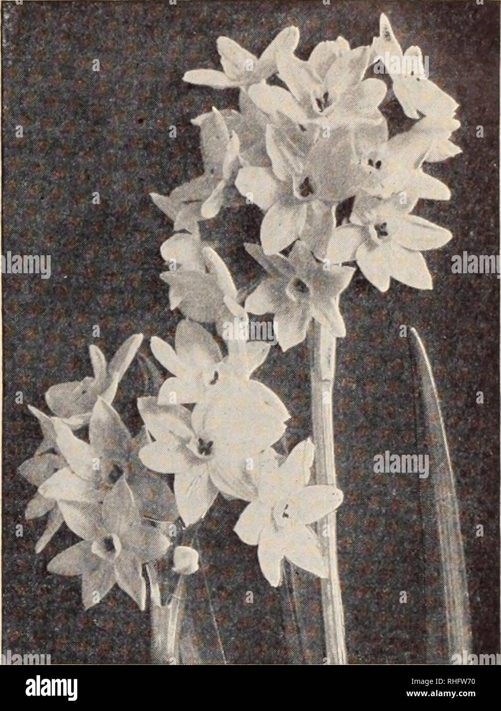 . Boddington's quality bulbs, seeds and plants / Arthur T. Boddington.. Nursery Catalogue. BODDINGTON S '^A^CLtitV BULBS 5 Narcissi and DafYodils Paper White Narcissi J, B.—Paper White Narcissi can be flowered for Christmas if planted during August in pots or shallow boxes; can also be grown in water the same as Sacred Chinese Narcissi ' Doz. 100 1,000 jrrandiflora. The well-known varietj'; large-sized bulbs $040 $200 $1500 jirandiflora Multiflora. This variety is a great improvement over the Grandiflora; a vigorous grower, with fine spike, which carries larger trusses and in greater abundance Stock Photo