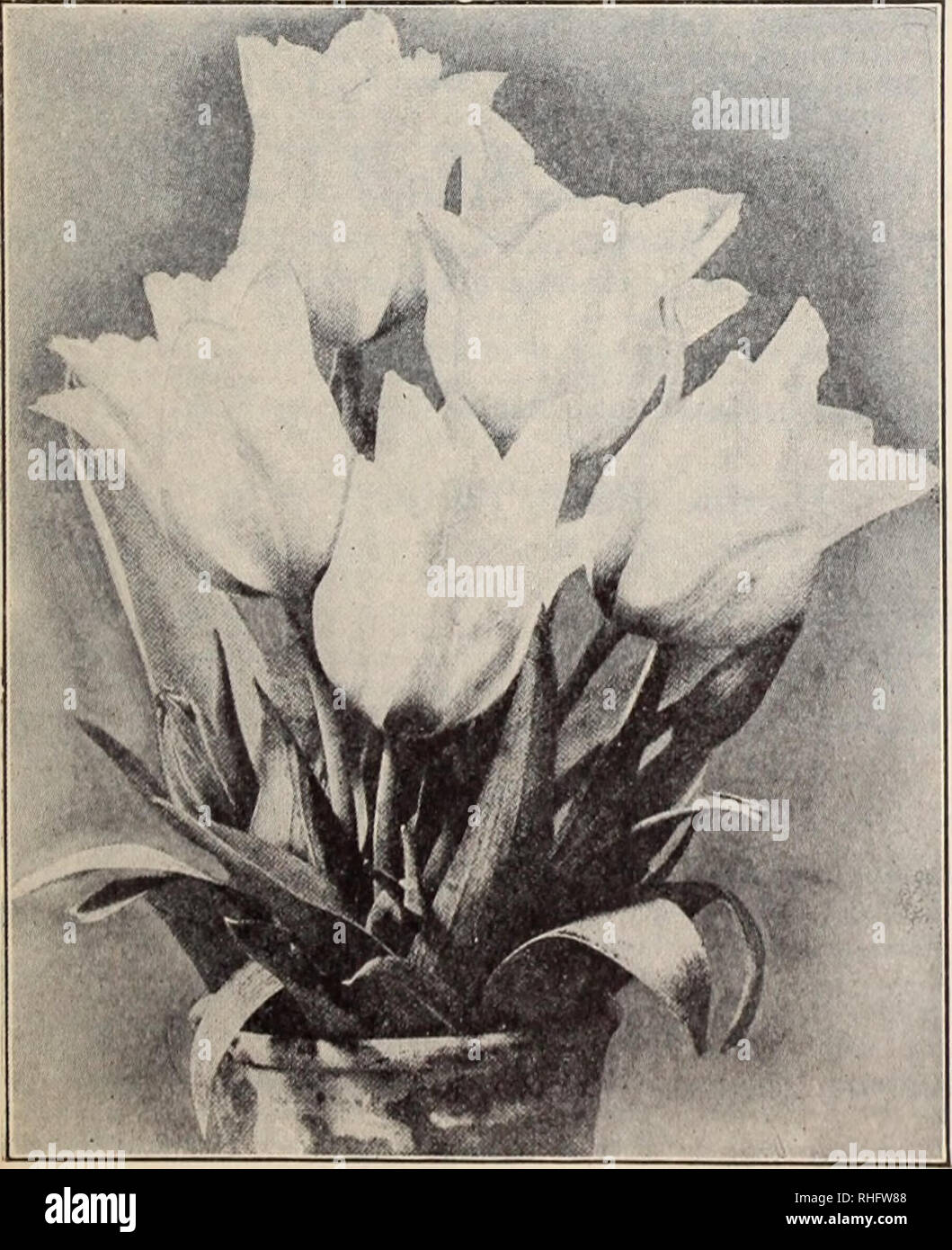 . Boddington's quality bulbs, seeds and plants / Arthur T. Boddington.. Nursery Catalogue. Single Tulip, Cardinal's Hat Doz. 100 I,coo $0 40 $2 50 $20 00 35 2 00 15 00. Single Pink and Rose Tulips t&quot;Couleur Ponceau. Rich cerise ; very fine 20 t*Cottage Maid. Rosy pink, white striped ; ex- ct-llent forcer 25 t Proserpine. Large and handsome ; rich silky roe-e ; early forcer 5° I Rose Grisdelin. Delicate pink, tinged white; good forcer ; very fine 35 Rose Luisante. Deep pink; a high-class showy variety 50 1 ' Rosamuudi Huikman. Bright pink, feath- ered white; very large flowers 25 IPink Bea Stock Photo