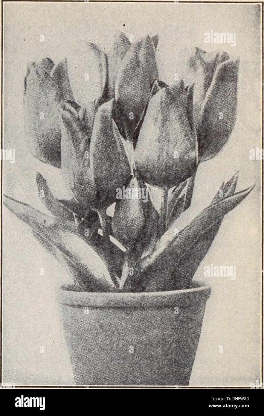 . Boddington's quality bulbs, seeds and plants / Arthur T. Boddington.. Nursery Catalogue. BODDINGTONS ^A^ClÂ£Uyi/ BULBS Single Named Tulips ALL. FIRST SIZE FLOWERING BULBS ONLY Selected for the best and most showy varieties. Those varieties marked with an isterisk (*) are suitable for forcing; those marked with a dagger (f) are suitable for jedding, and flower evenly and at the same time. Those marked with asterisk (*) and dagger (t) are good for either purpose. Single Red Tulips fArtus, Dark scarlet I [â ' Belle Alliance. Scarlet; good bedder or forcer h'Brutus. Orange-crimson ; good forcer  Stock Photo