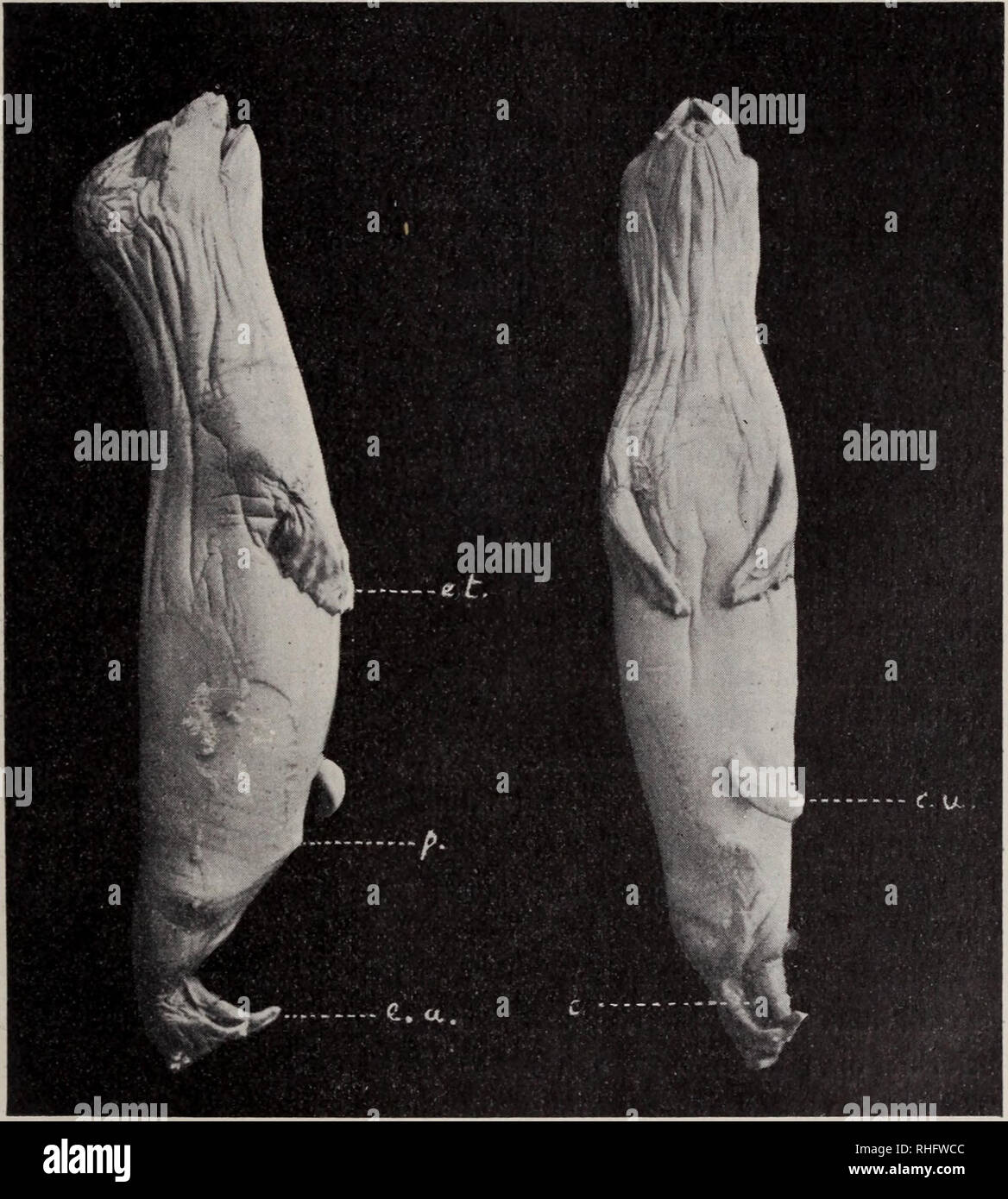 . Boletín de la Sociedad Physis.. Natural history; Natural history. Carlos A. ¡Maullli : Sobre dos fetos de Pliocidíi&quot; ^9 ^: Serán pelos fetales, que desaparecen para ser reemplazados por los defi- nitivos, ó son estos últimos P La segunda suposición es aceptable, porque en los Phocidac los pelos del borde inferior en los labios superiores son siempre más robustos y más largos que los demás y deben aparecer en un período primitivo del desarrollo.. Feto : •¡., tamaño natural. E. T., extrcinid. torácicas. E. A., cxtreinid. abdouiin. C. L., COI (lóu umbilical. P., papila giuital. C, cola El  Stock Photo