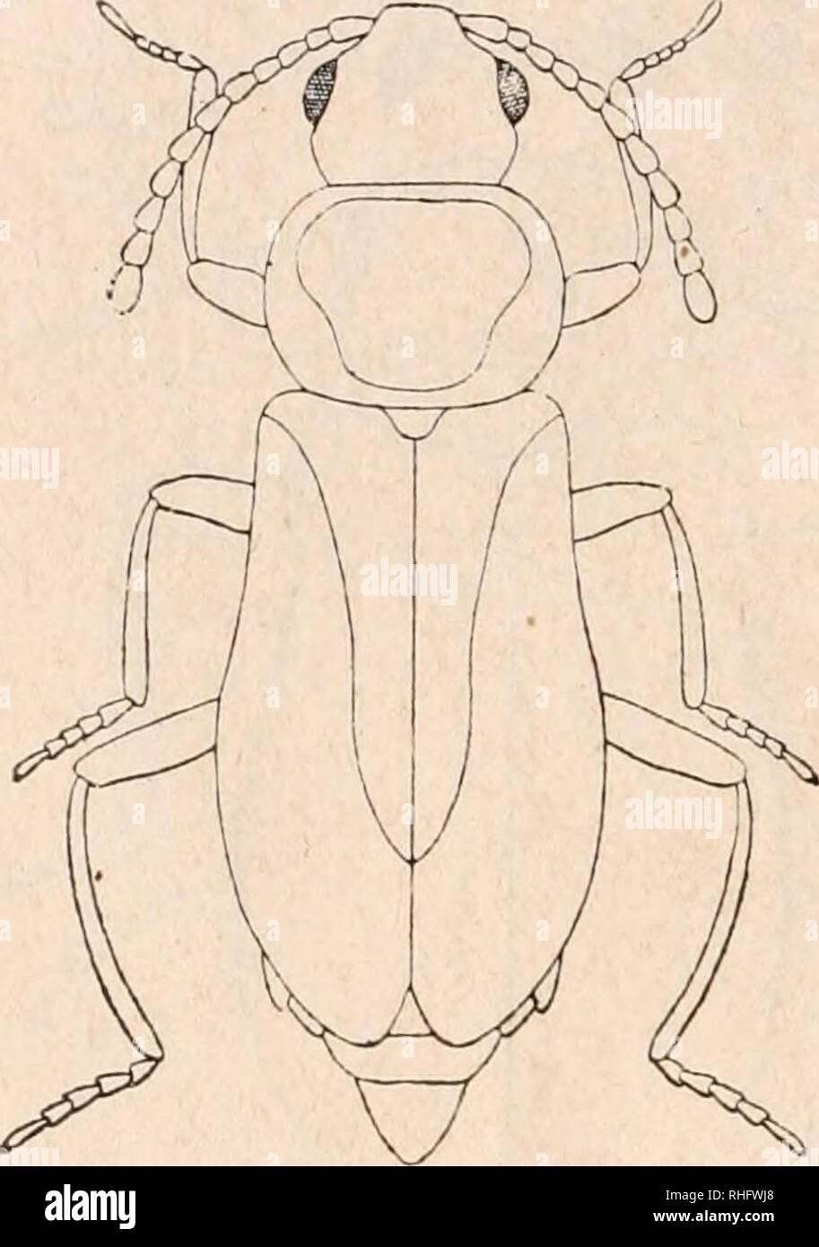 . Boletín de la Sociedad Española de Historia Natural. Natural history. 306 BOLETÍN de la real sociedad española Cabeza poco transversa y de ojos poco prominentes; frente plana, apenas abombada, y sin depresión ninguna, finamente pun- teada y al parecer desnuda de pubescencia. Antenas apenas en- grosadas en el ápice, con todos sus primeros artejos poco más largos que anchos, subcónicos y nada aplastados, con el segundo poco menor que el tercero, y ape- nas más finos ambos que los si guientes de su misma longitud, con sólo los sexto y séptimo algo más largos. Protórax algo transverso, re- donde Stock Photo