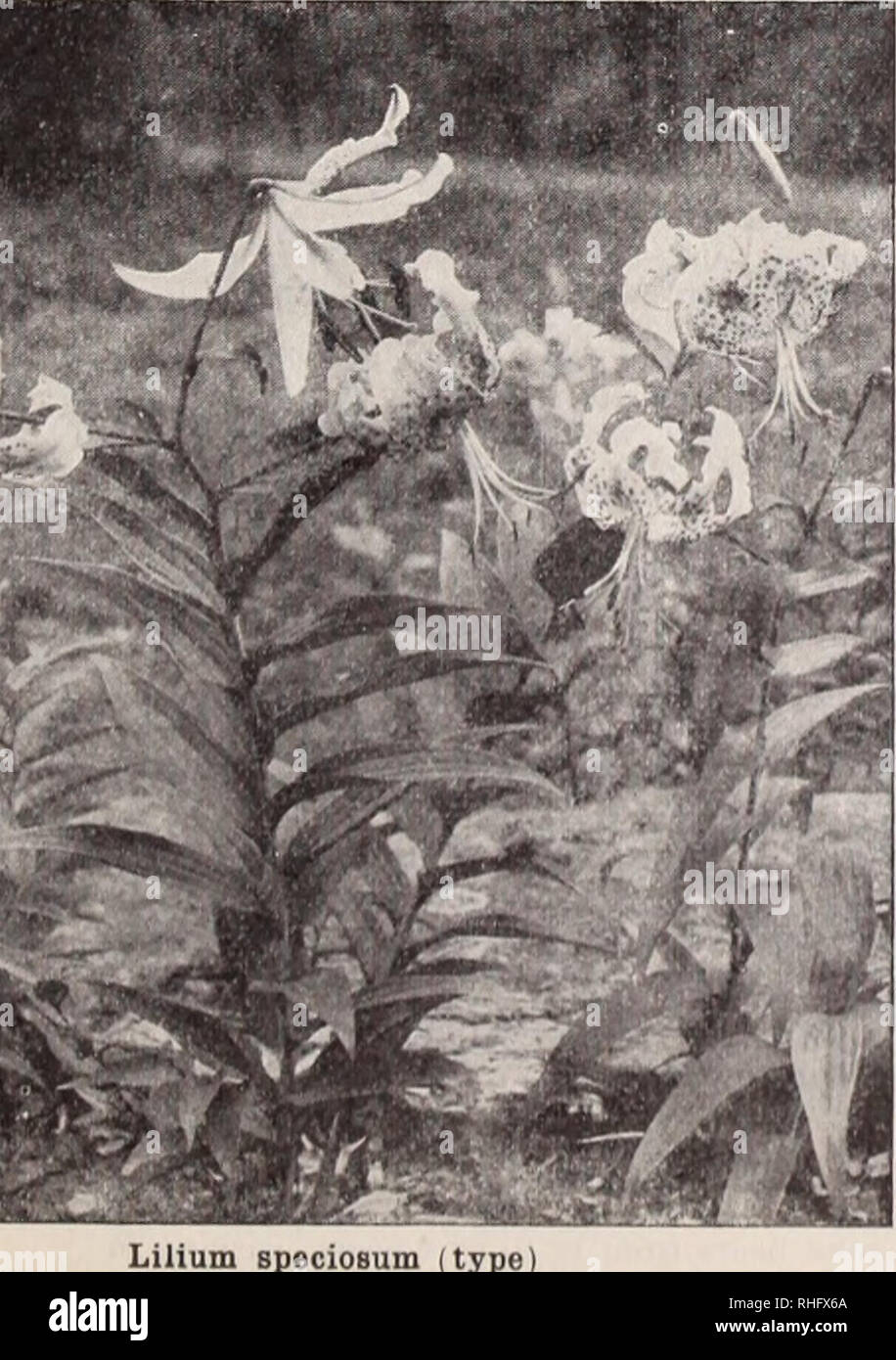 . Boddington's quality bulbs, seeds and plants / Arthur T. Boddington.. Nursery Catalogue. Doz. $4 00 $30 00 3 50 25 00 65 Lilium auratum (type) LILIUM AURATUM PLATYPHYLLUM. Each A very strong and vigorous type of L. am aluni. Flowers of imme' se size, pure ivory white, with a deep golden band through each petal. Mammoth bulbs $0 50 Large bulbs 40 LILIUM AURATUM RUBRUM VITTA- TUM. A uniciue variety; flowers m to i 2 inches across, ivory white, with broad crimson stripe through center of each petal. Large bulbs 160 6 09 45 00 LILIUM AURATUM VIRGINALE ALBUM. The White Lily of Japan. E.xqui- site Stock Photo