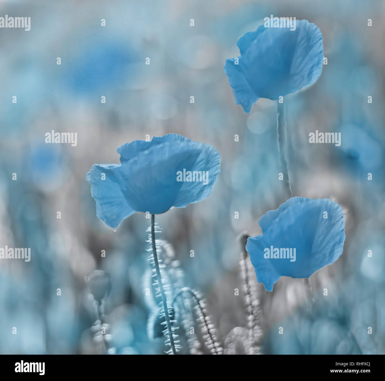 Blue Poppies Stock Photo Alamy