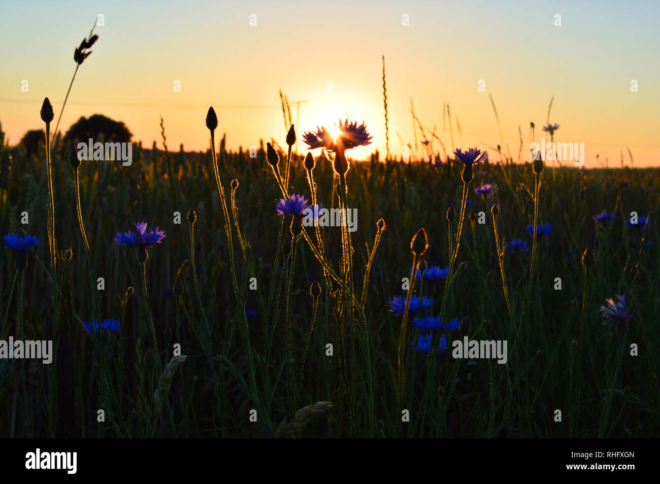 Cornflowers in the light of the sunset Stock Photo