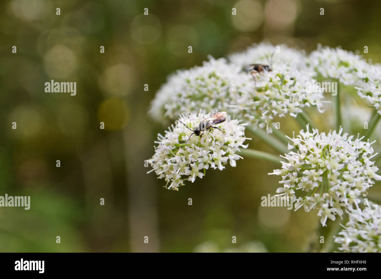 Yarrow with insect Stock Photo Alamy