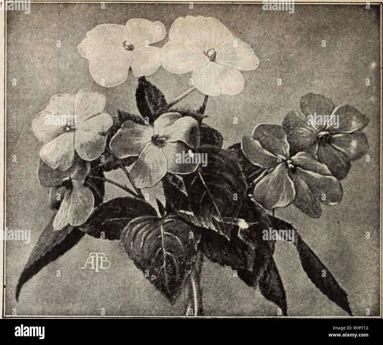 . Boddington's quality bulbs, seeds and plants / Arthur T. Boddington.. Nursery Catalogue. 4 Arthur T. Boddin^'ton, 342 West 14th St.. New York Ci Impatiens Holstii, New Hybrids (Mixed) It is seldom that a novelty comes as cjuickly iiitcj general favor as the splendid East African Balsam, Impaliens Holslii. With its bril- Jiant vermilion-red fiowers, it is indeed an excellent pot-plant, and also extremely useful for the open border, groups in a half-sunnj' position producing a striking effect. It may be remarked that the broad-petaled blooms are i K to iV-, inches in diameter, i. e., larger th Stock Photo