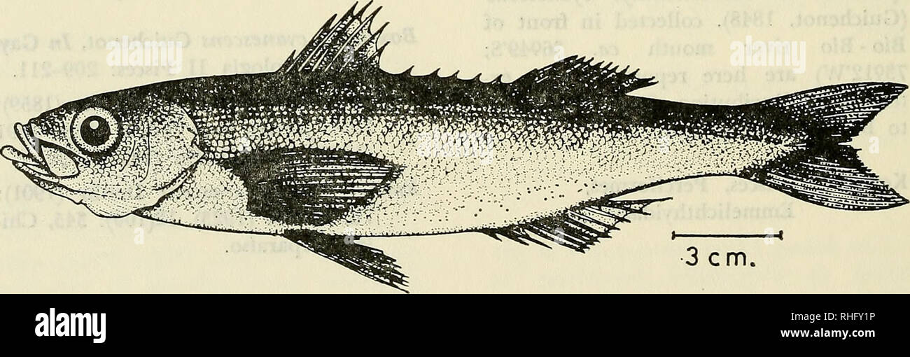 . Boletin de la Sociedad de Biología de Concepción. Sociedad de Biología de Concepción; Biology; Biology. 168 Bol. Soc. Biol. Concepción, Chile. Tomo 55, 1984. MATERIAL ESTUDIADO: Un ejemplar capturado con red de cerco frente a la desembocadura del río Bío-Bío ca. (36Q49'S; 73912'W), este ejemplar se encuentra depositado en el Museo de Zoología de la Universidad de Concepción (MZUC) con el NO 16401. En el estudio de los caracteres morfomé- tricos del ejemplar se siguió a Hubbs y Lagler (1958). (Tablas NQ 1 y 2). y una escama axilar a cada lado del rayo externo dejando el área postero- basal de Stock Photo
