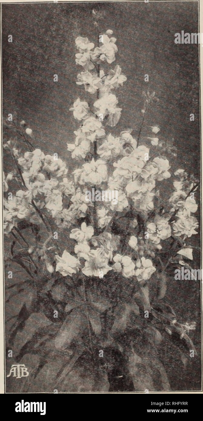 . Boddington's quality bulbs, seeds and plants / Arthur T. Boddington.. Nursery Catalogue. Arthur T.Boddington. 342 West 14th St.. New Vork City Senecio Abrotanifolius aurantiacus ((Irouiulse!). H.P. i ft. Purple. Sunimcr. I'kt. 5 els. Aariculatissimus. G.P. . cool RrecMihouse plant from British Central .Africa. Does well either as a pot-plant or trained to pil- lars; it has peculiar-eared leaves, from which it takes its specific name, and masses of bright fjolden yellow star-shaped flowers which are freely produced in lar^e trusses. Pkt. 50 cts. Clivorum. H P. This bold and haiulsome herbace Stock Photo