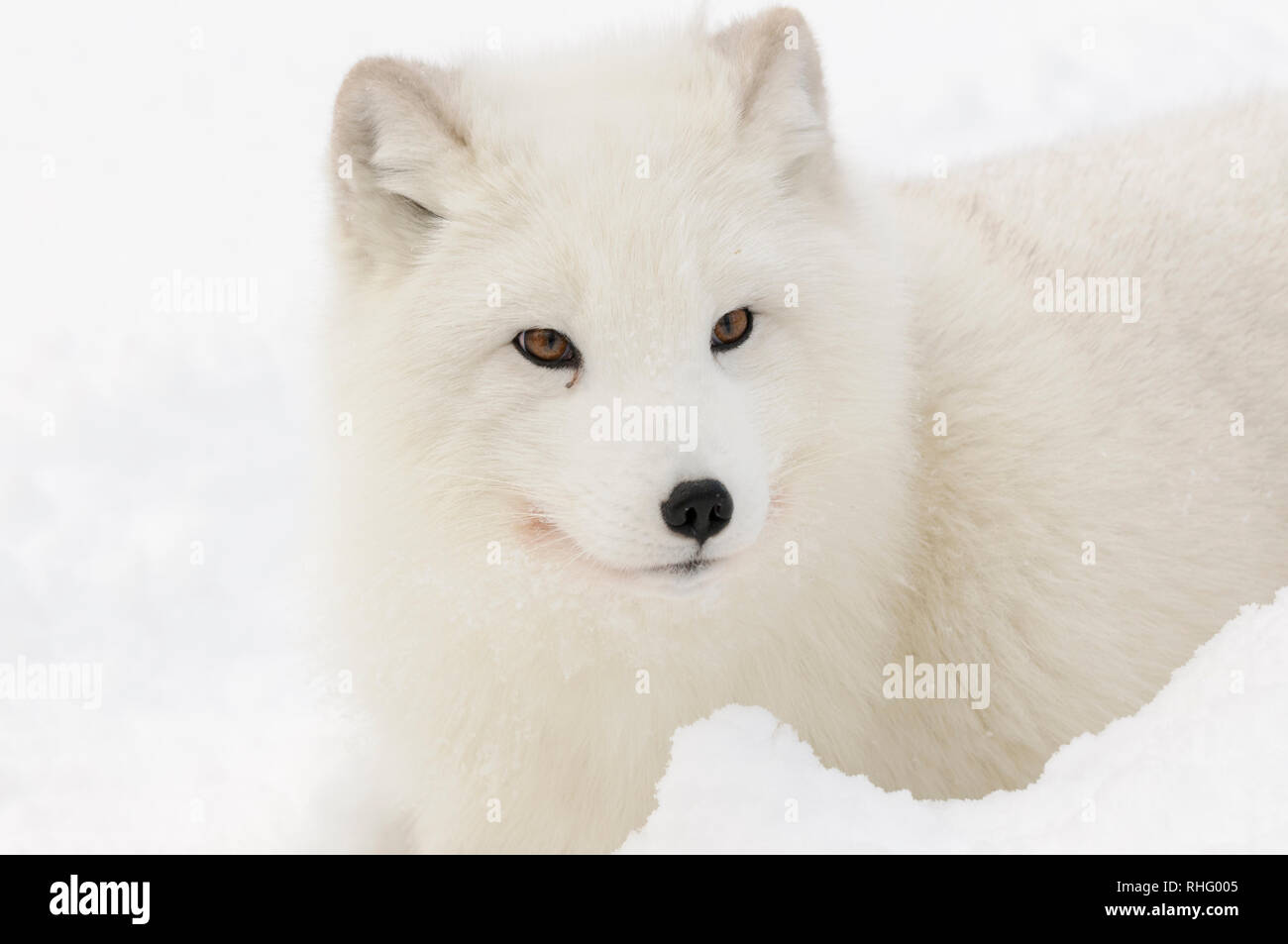 Norway arctic fox hi-res stock photography and images - Alamy