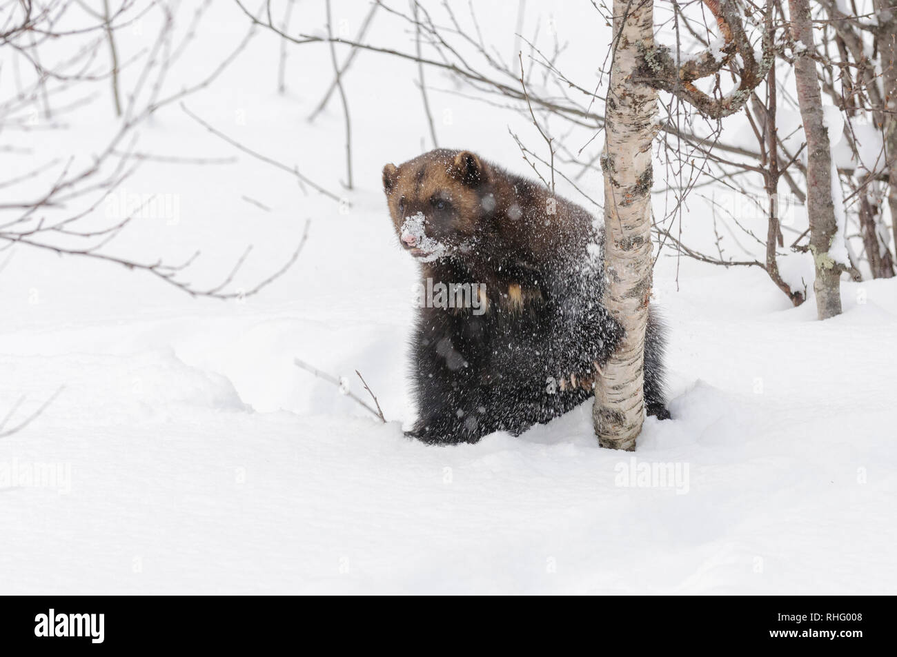 Wolverine in snow in Polar Zoo in northern Norway Stock Photo Alamy