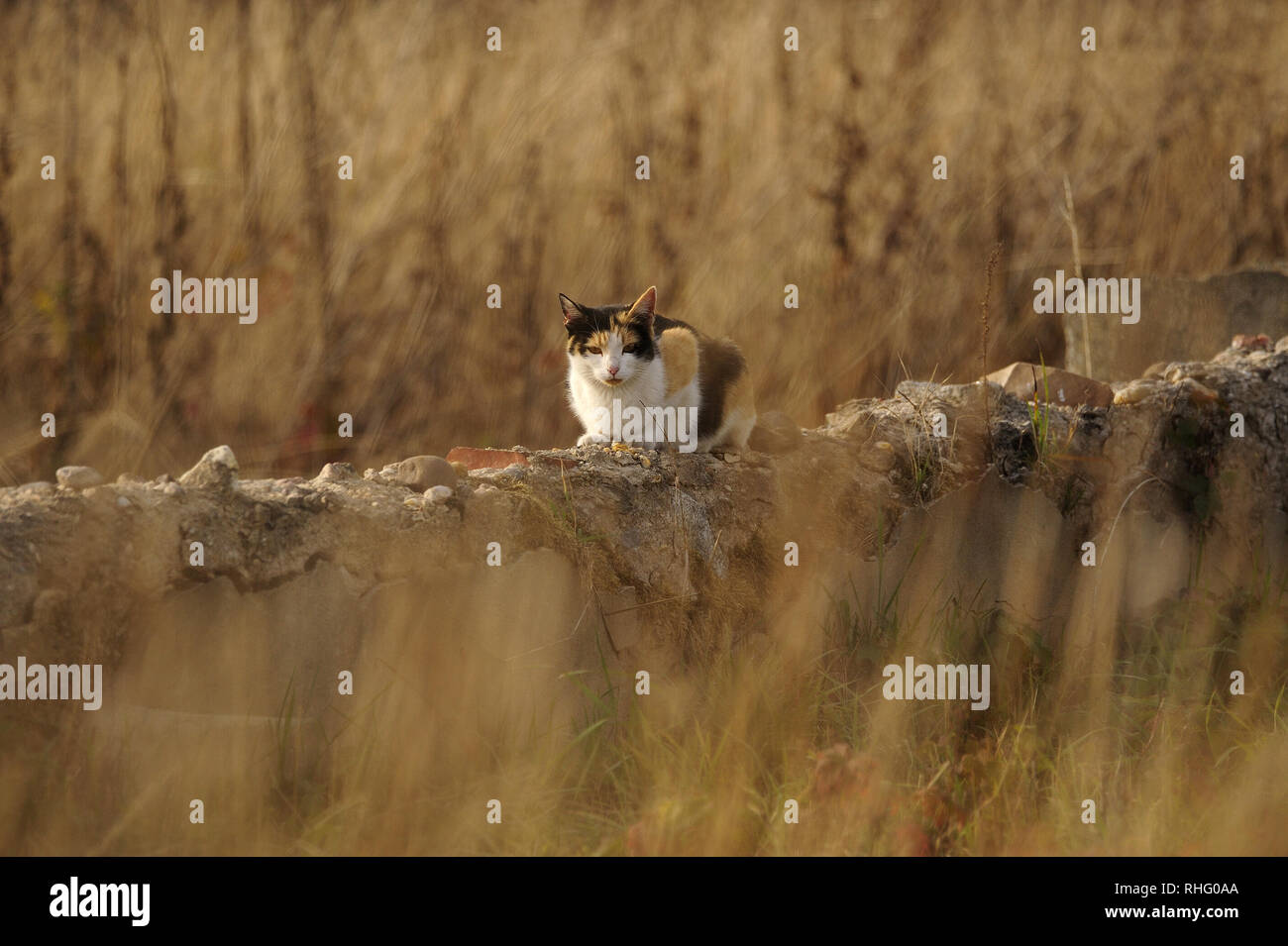 cat, wild, animals, beauty, nature, interesting, outdoor, autumn Stock  Photo - Alamy