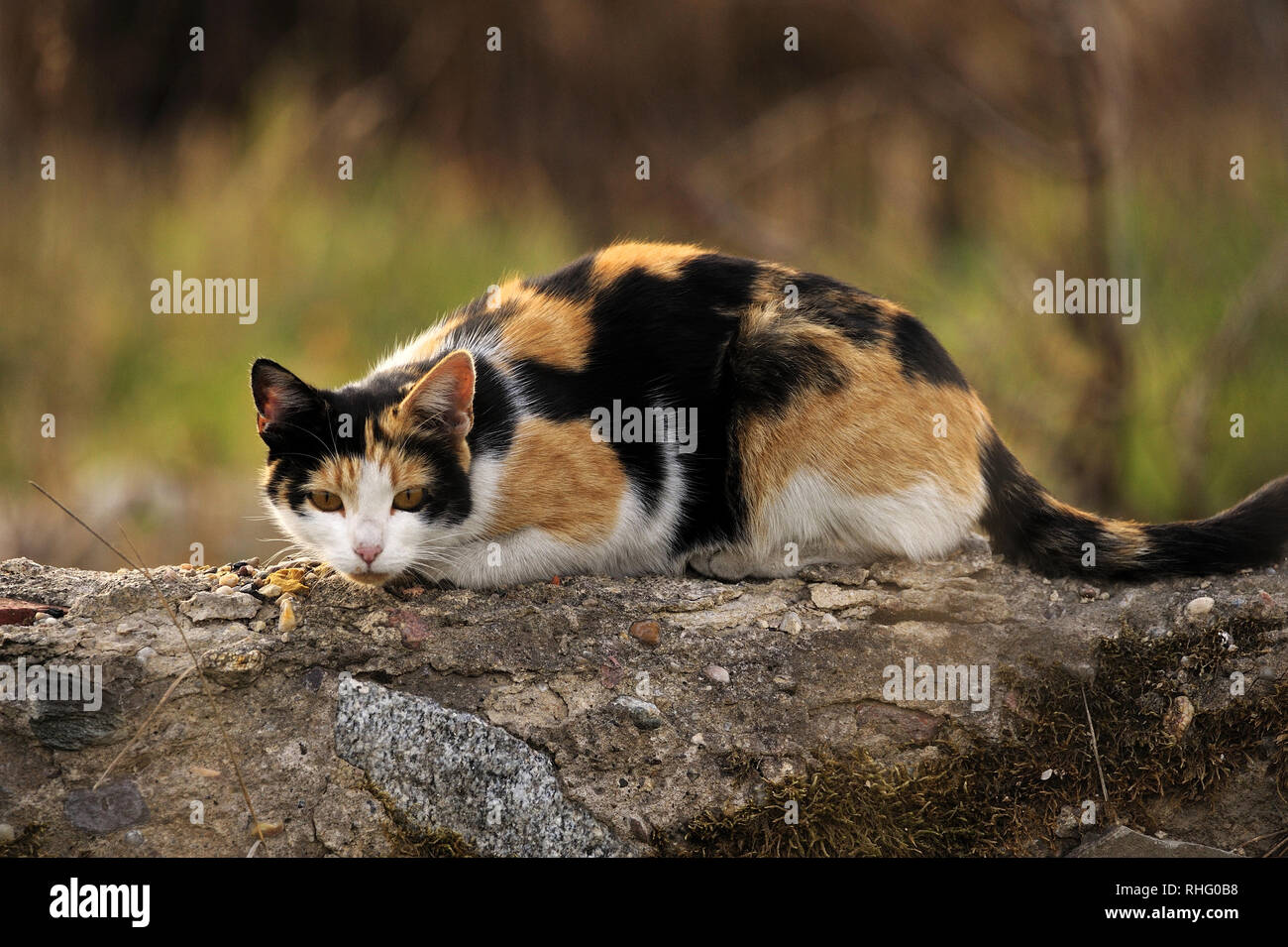 cat, wild, animals, beauty, nature, interesting, outdoor, autumn, Stock Photo