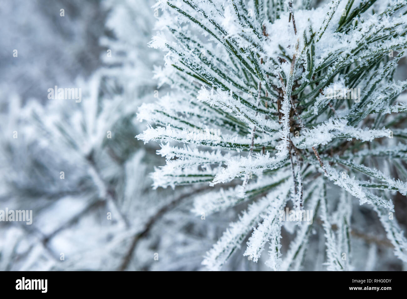 Branch fir nature branches hi-res stock photography and images - Alamy