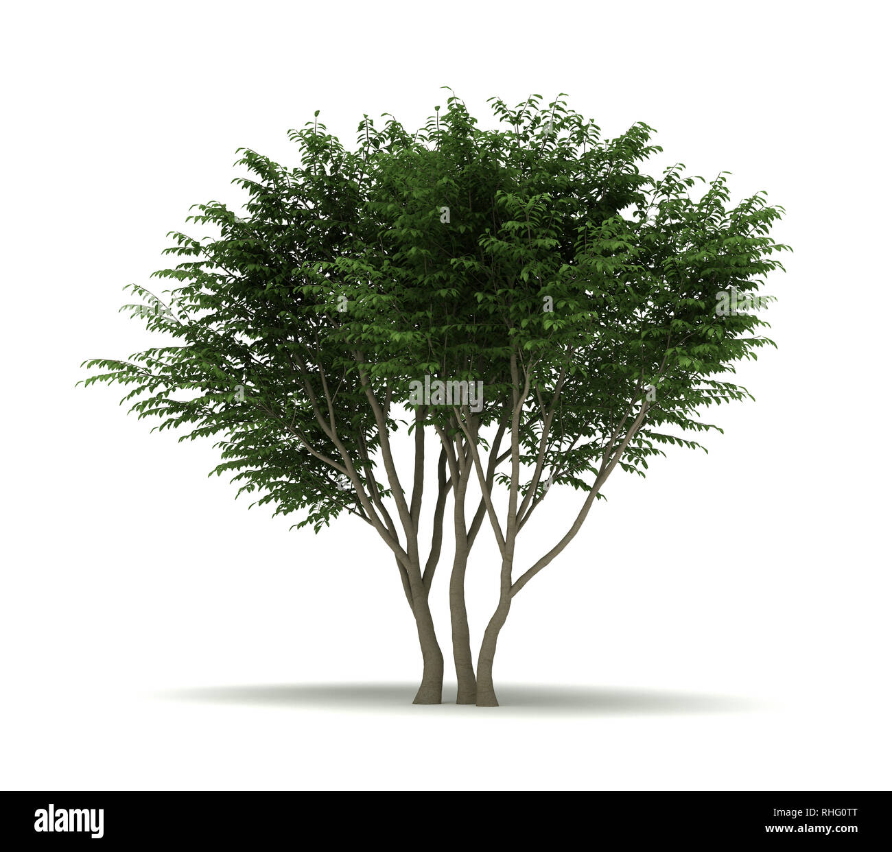 Single Caragana Arborescens Tree. Isolated on white background Stock Photo