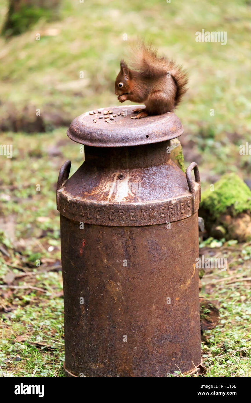 Red squirrel, Sciurus vulgaris, on a rusty milk churn Stock Photo