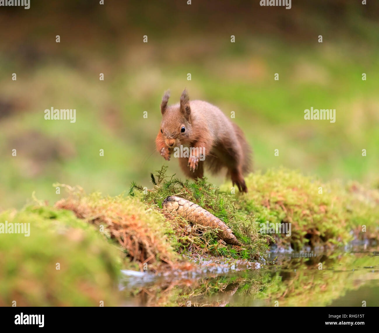 Red squirrel, Sciurus vulgaris, jumping Stock Photo