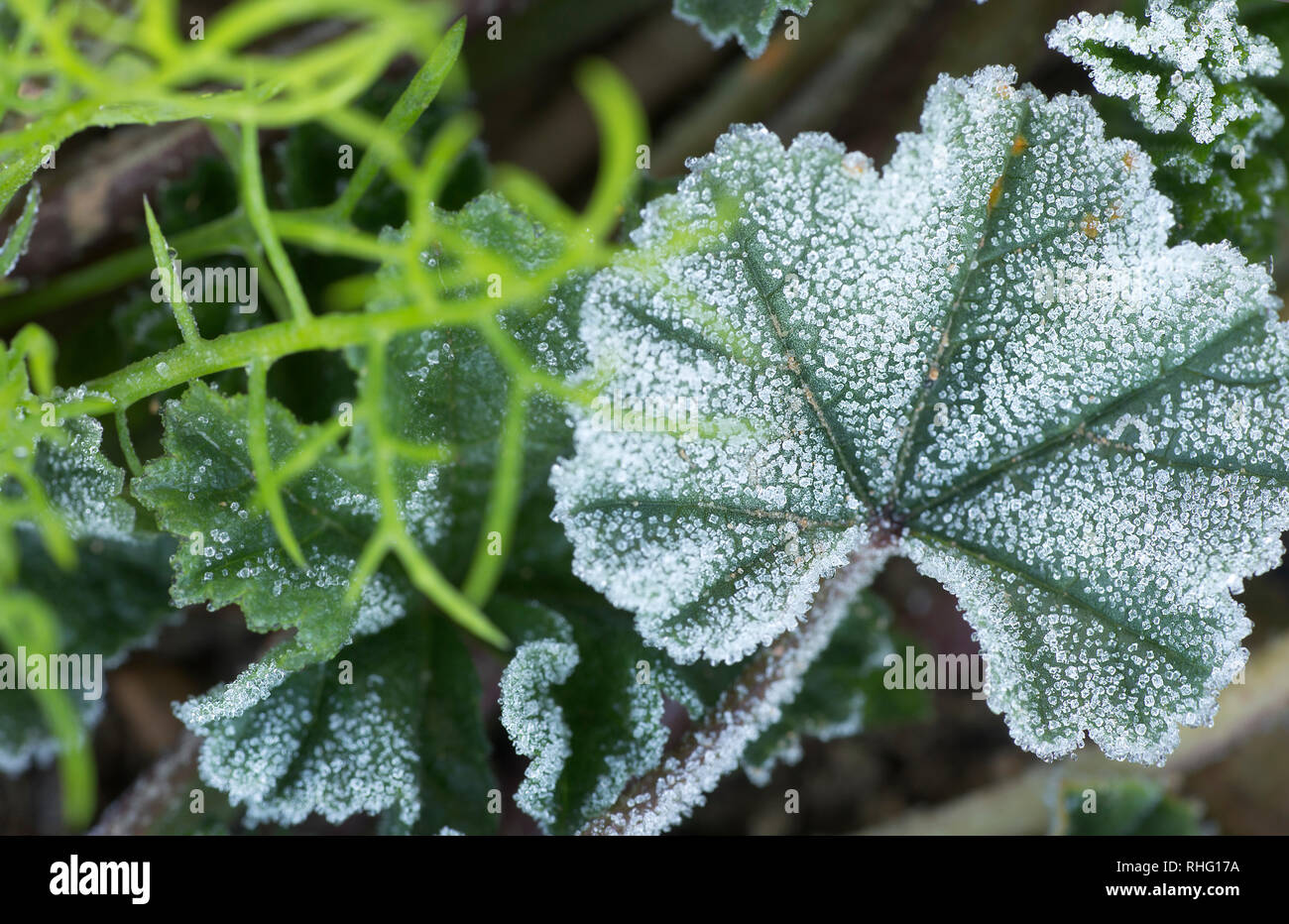 Macro of a common mallow with frost. Scientific name, (Malva sylvestris.). Shot taken in Monforte del Cid, Alicante, Spain. Stock Photo