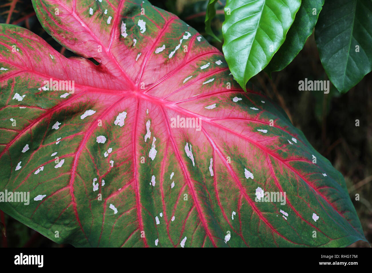 Close up of a Rosebud Caladium leaf Stock Photo
