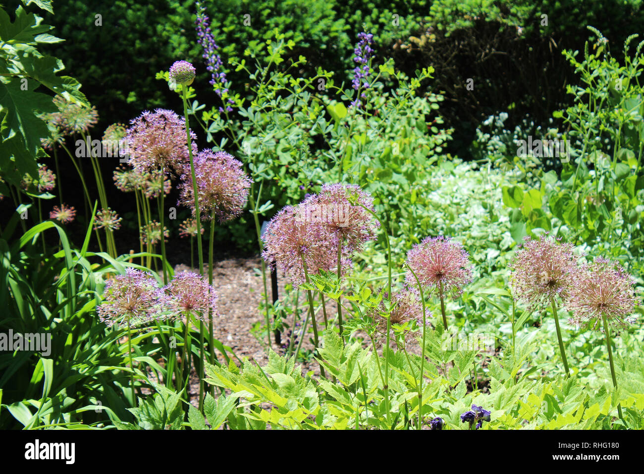 A cluster of Allium growing in a landscaped garden in Cantigny Park in Wheaton, Illinois in the spring Stock Photo