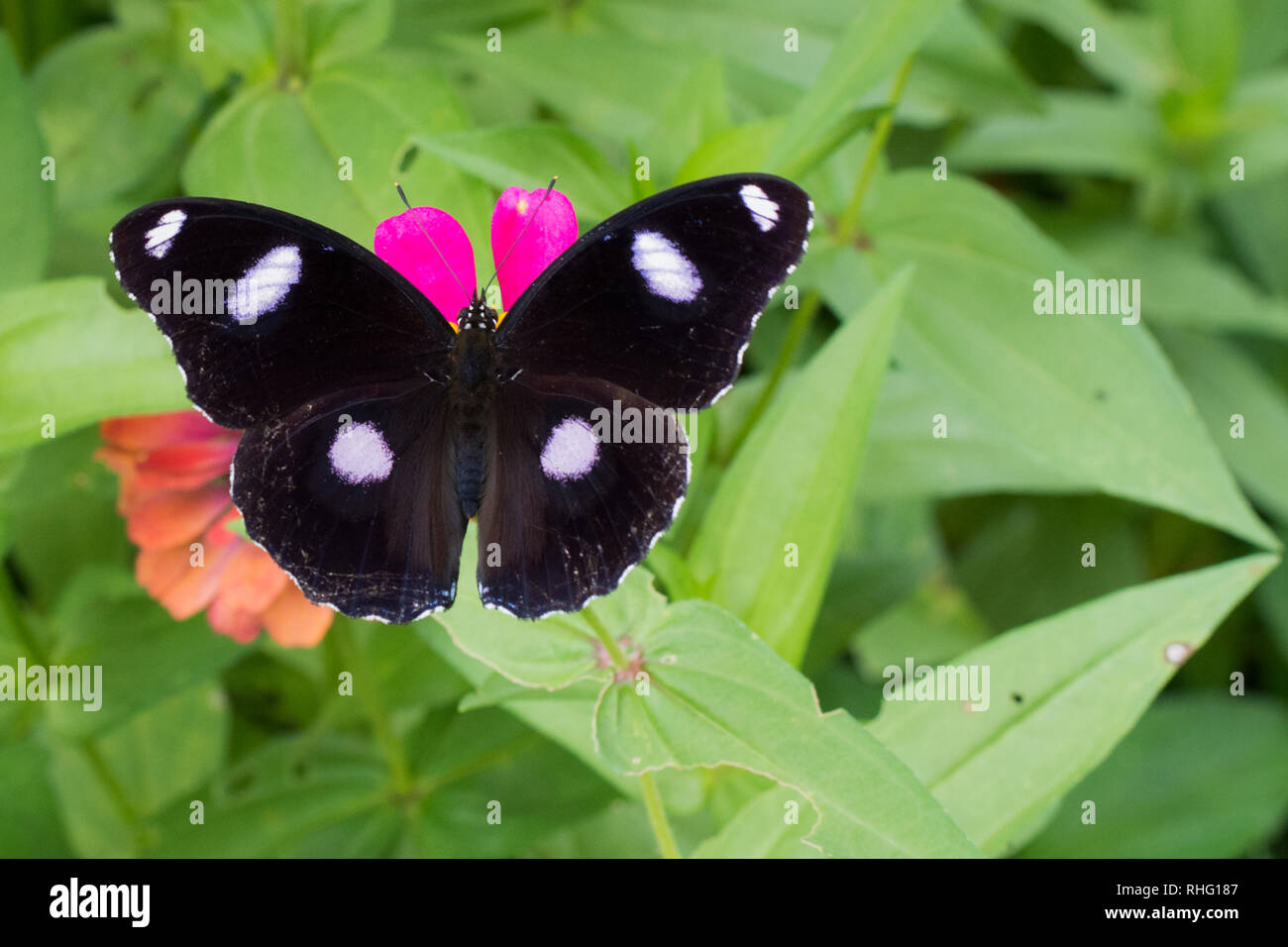 Butterflies in the flower garden Stock Photo - Alamy