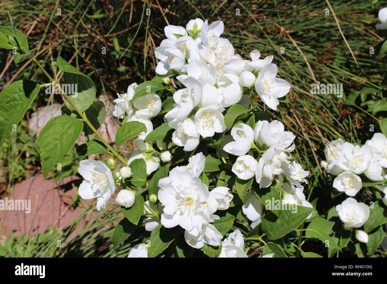 A profusely flowering Philadelphus shrub in the spring in Wheaton, Illinois, USA Stock Photo