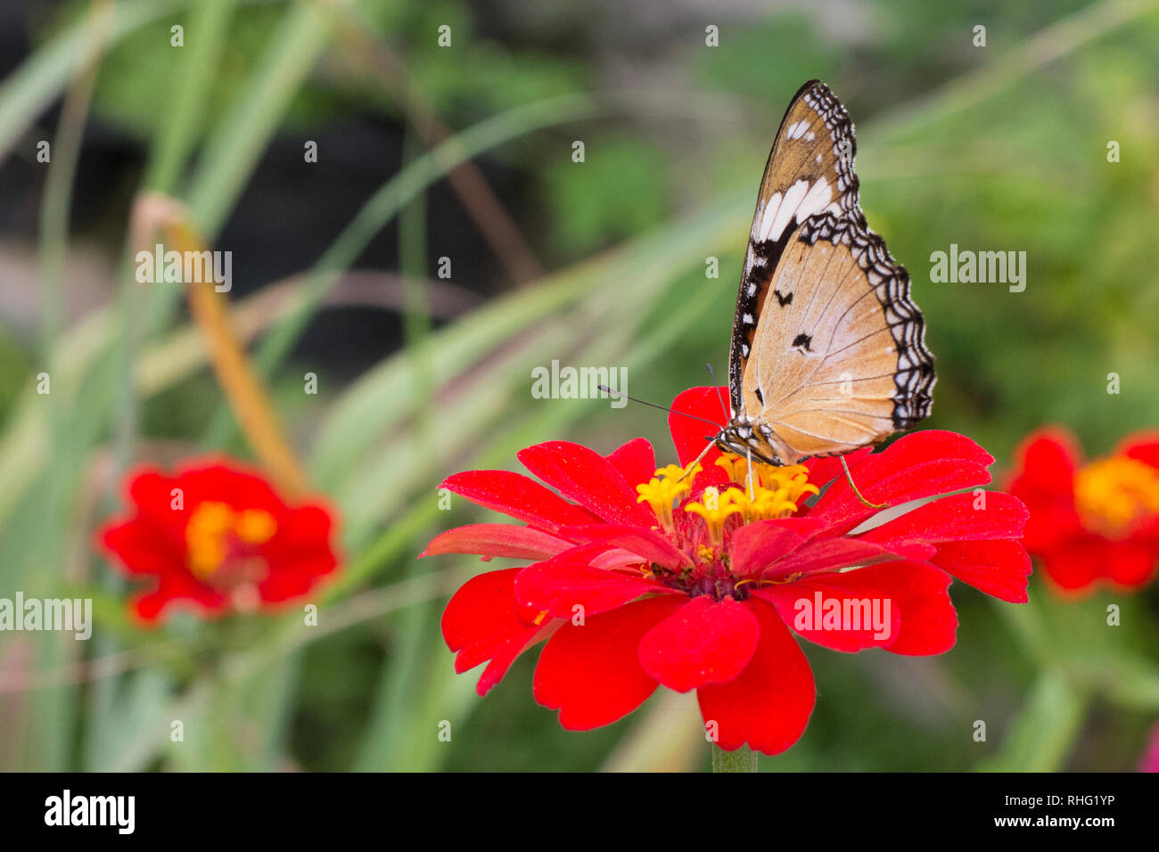 Butterflies in the flower garden Stock Photo Alamy