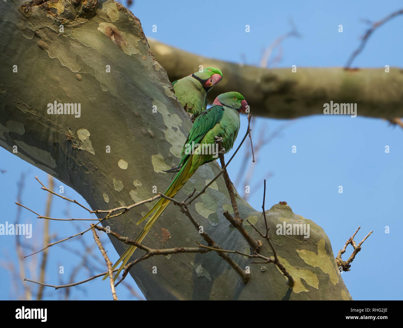 Green parrots in Gulhane Park, Istanbul. The Psittacula parakeets have been spotted in Istanbul trees for 3 decades, and by time increased  numbers Stock Photo