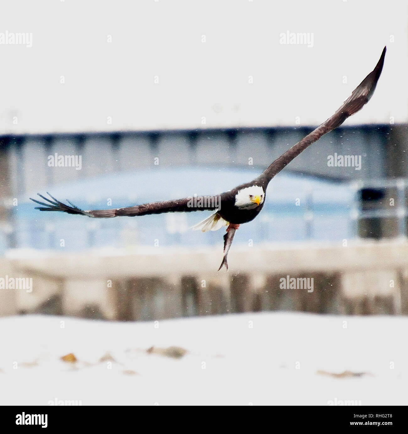 American Bald Eagle banking with meal Stock Photo