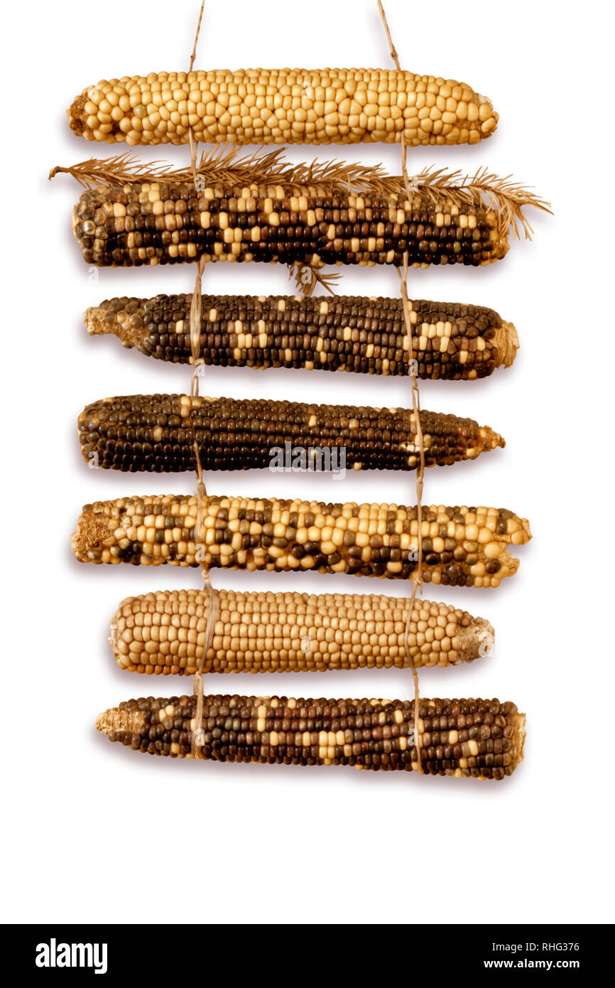 dried corn cobs on white background, clipping path Stock Photo