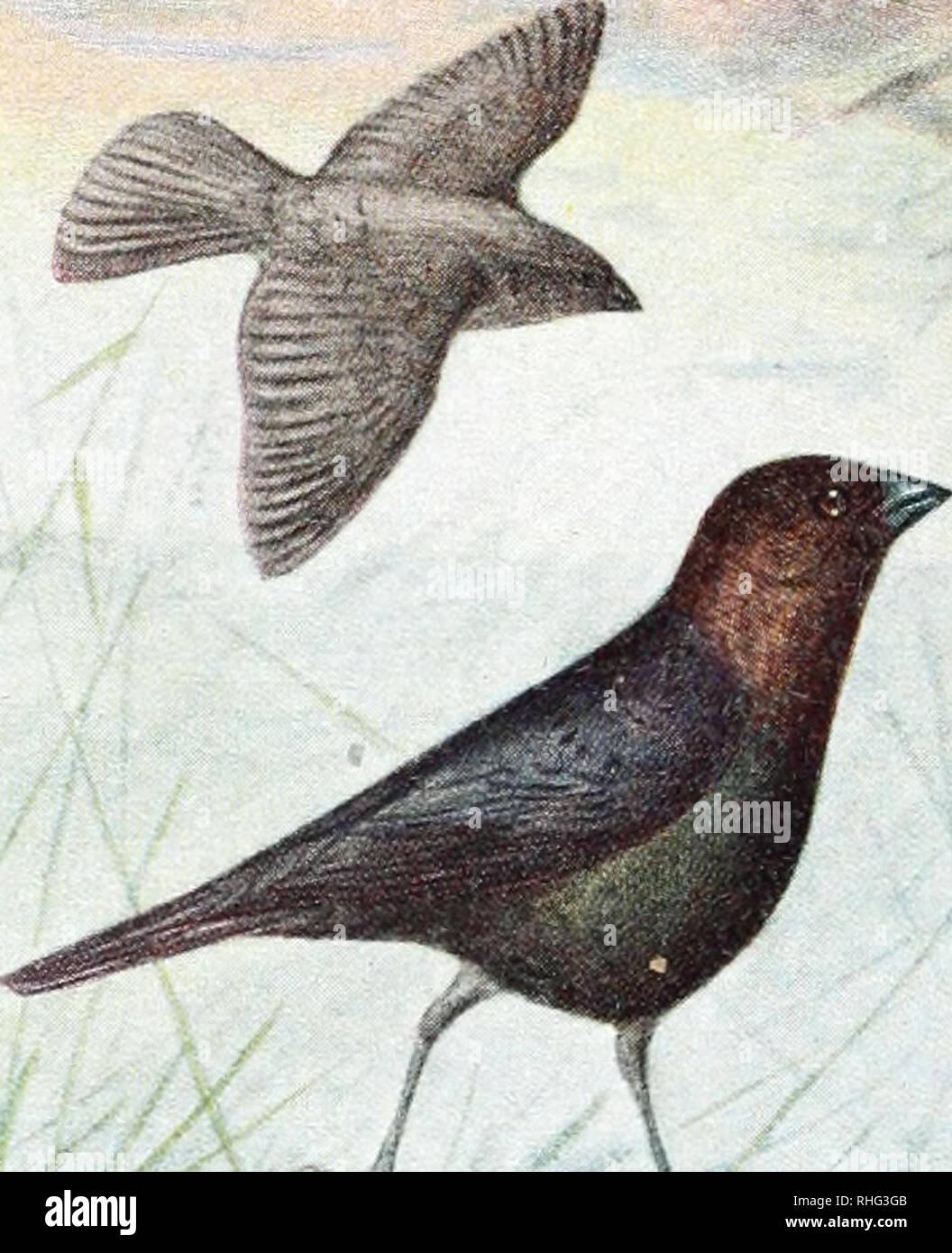 . Birds of eastern Canada. Birds -- Canada, Eastern. 248 Plate XXVI.. â %^ V A. Cowbird (p. 157). Female Male. Please note that these images are extracted from scanned page images that may have been digitally enhanced for readability - coloration and appearance of these illustrations may not perfectly resemble the original work.. Taverner, Percy Algernon, 1875-1947. Ottawa : Canada Dept. of Mines, Geological Survey Stock Photo