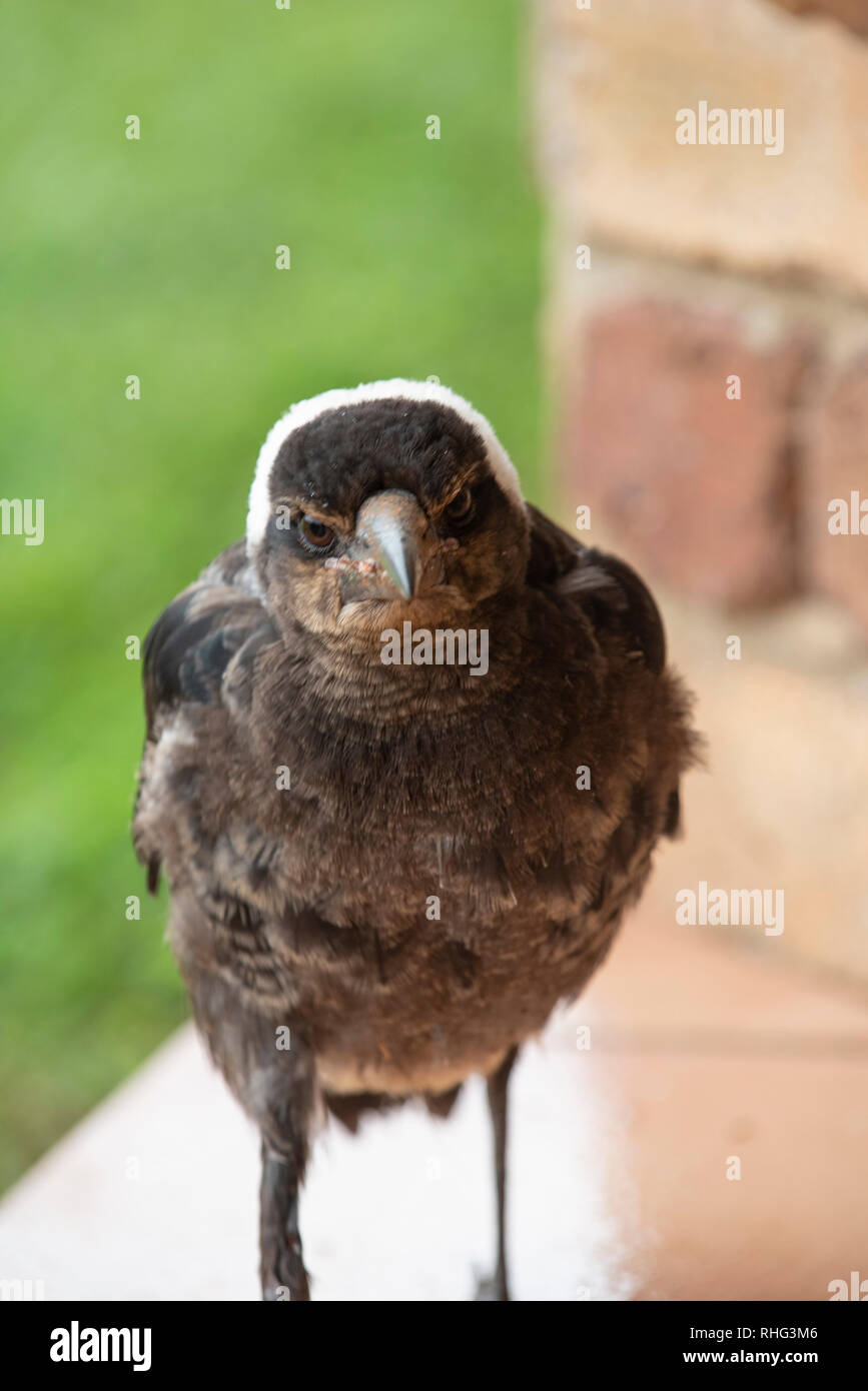Australian Magpie wet after rain, Wollongbar, New South Wales
