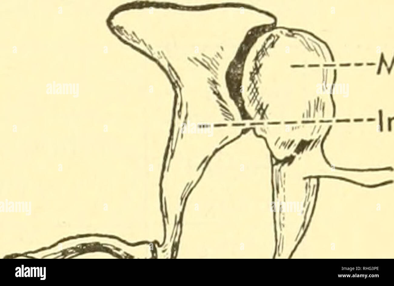 Stapes Bone High Resolution Stock Photography and Images Alamy