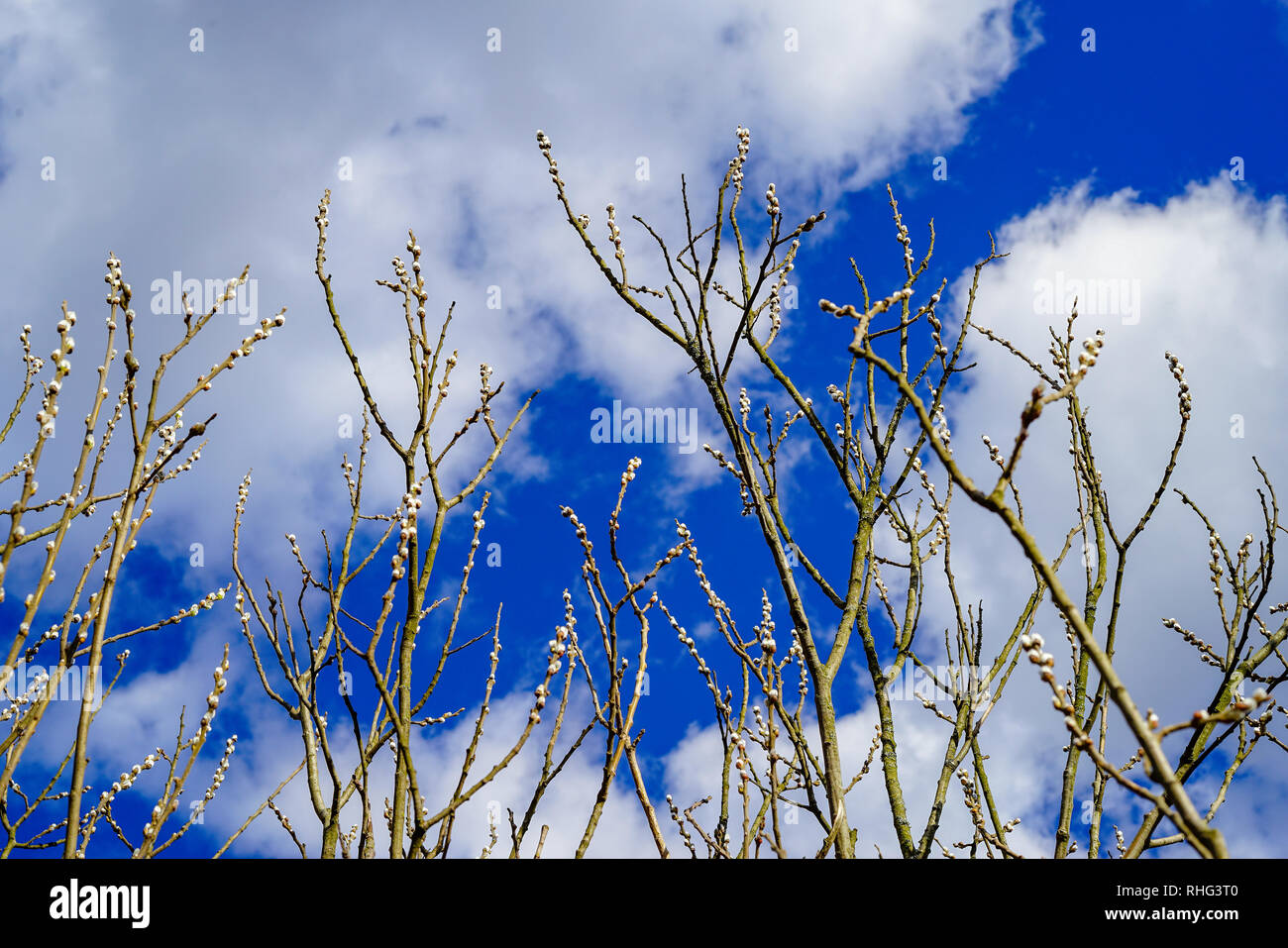 Pussywillow (Salix caprea) branches against bright blue sky and white clouds in spring. Willow catkins Stock Photo