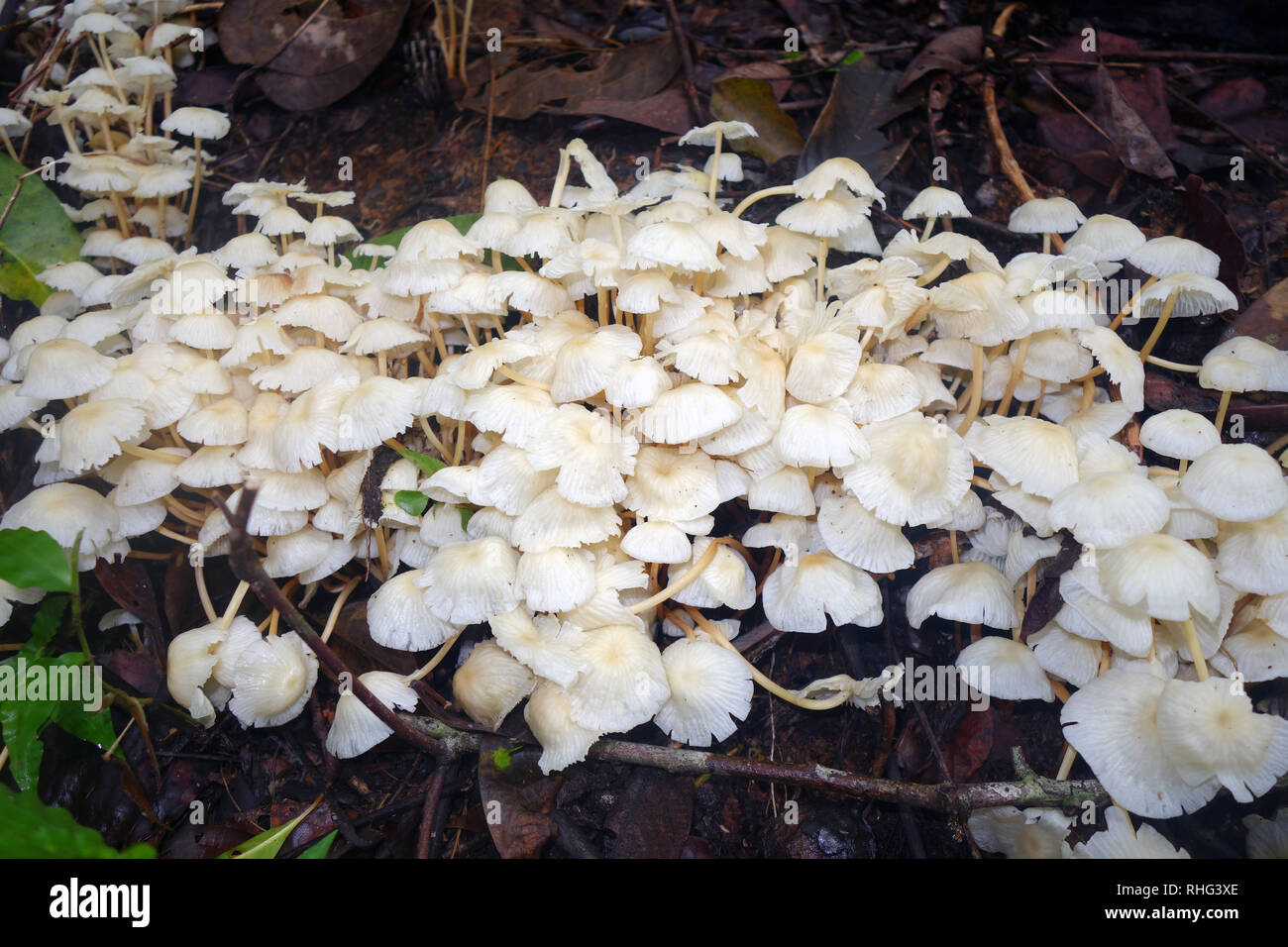 Mushrooms sprouting in rainforest leaf litter during wet season, Crystal Cascades, Cairns, Queensland, Australia Stock Photo
