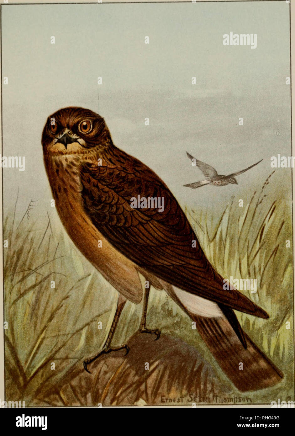 . Bird-life : a guide to the study of our common birds. Birds -- United States; Birds -- United States Pictorial works. r£..www Plate XV. Page 1( SiARSB HAWK Length, 20-00 inches. Adult male, upper parts -ray; under parts white with rasty spots ; upper tail-coverts white. Adult female and young, upper parts black and rich rusty ; under parts rich rusty and black ; upper tail- coverts white.. Please note that these images are extracted from scanned page images that may have been digitally enhanced for readability - coloration and appearance of these illustrations may not perfectly resemble the  Stock Photo