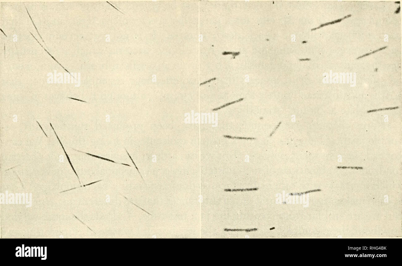 wendell stanley tobacco mosaic virus Biology and man. Biology; Human beings. Wendell M. Stanley and Journal ul  ttiuluyicul Vhemiatry BETWEEN LIVING AND NOT-LIVING Seen through an  electron microscope (right), tobacco-mosaic virus suggests  "microbes". Yet it seems