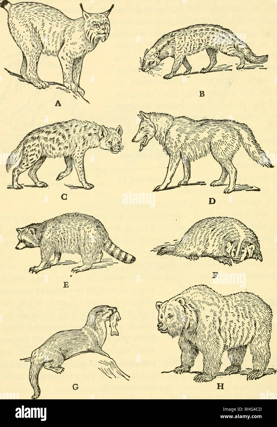 . Biology of the vertebrates : a comparative study of man and his animal allies. Vertebrates; Vertebrates -- Anatomy; Anatomy, Comparative. 64 Biology of the Vertebrates. Fie 59 Fissipede carnivores, a, Canada lynx, Felis canadensis; B, civet cat Viverra civetta; c, spotted hyaena, Crocuta rnaculata; d, gray or timber wolf, Canis nubilus; E, raccoon, Procyon lotor; f, badger, 1 ax- idea taxus; G, otter, Lutra canadensis; H, Alaska brown bear, Ursus gyas, latest of the bears. (All from Newman, The Phylum Chordata, copy- right 1939, by permission of The Macmillan Company, publishers, b and c, af Stock Photo