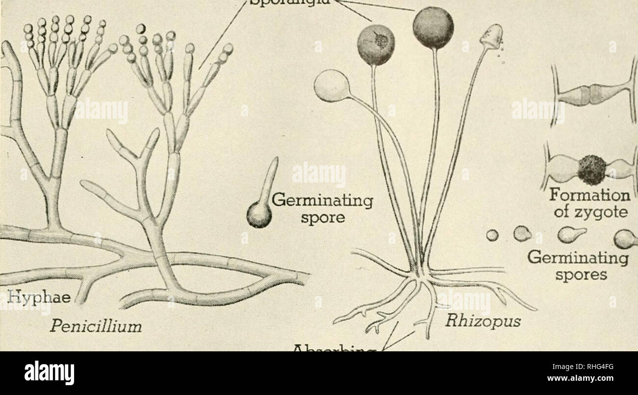 penicillium aspergillus group spores