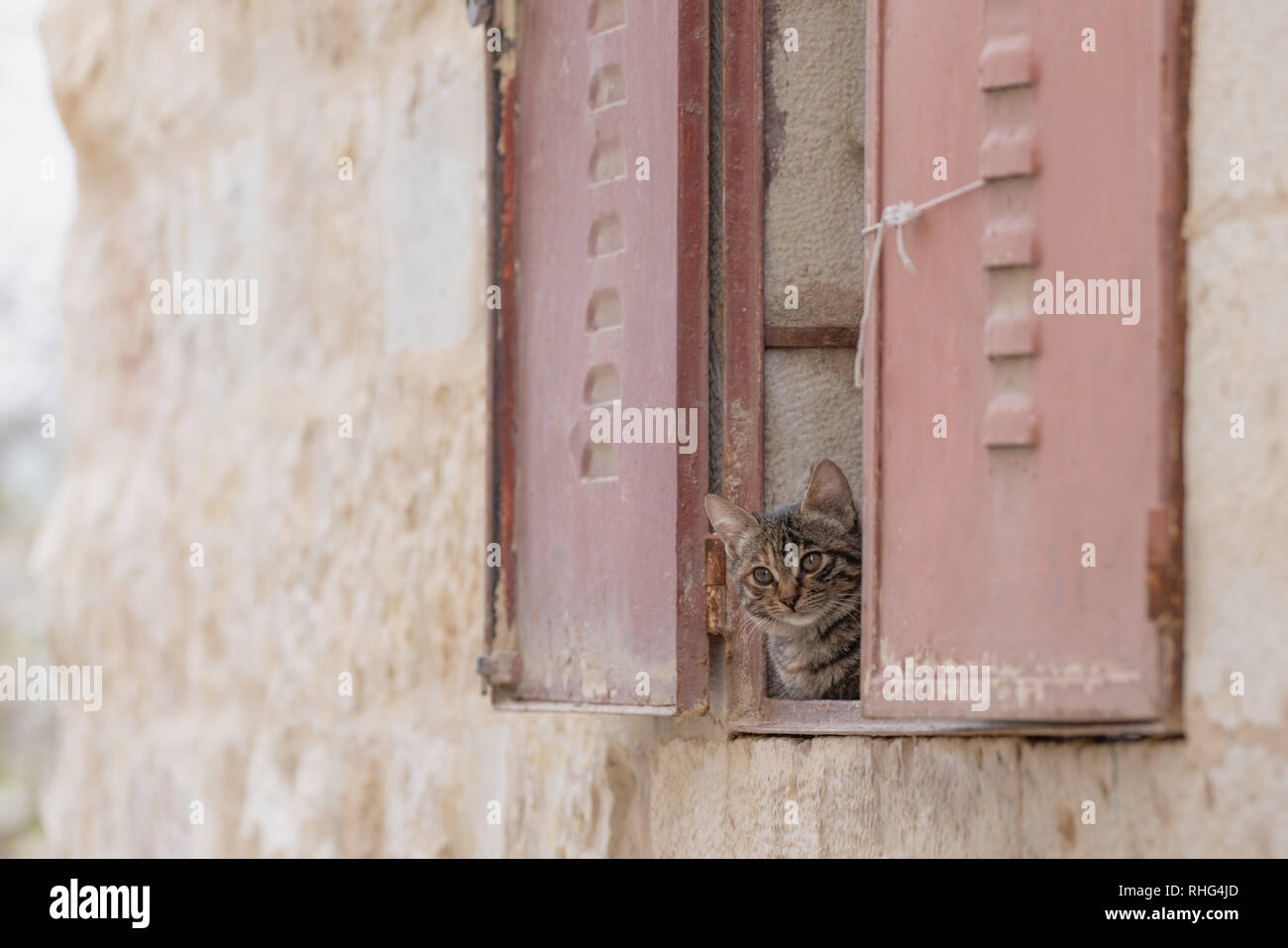 Cute kitten behind window looking to camera Stock Photo