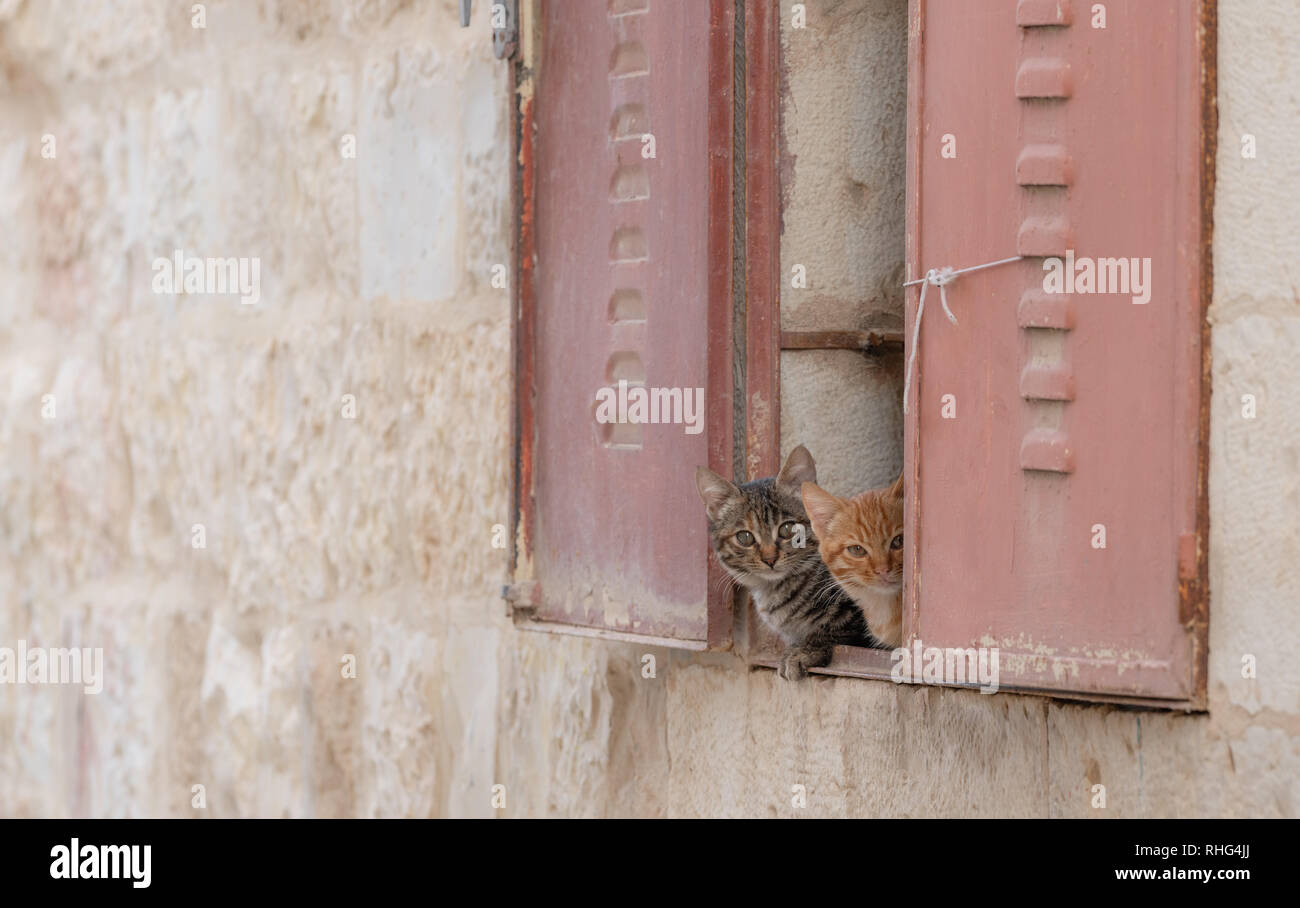 Cute kittens hiding behind window looking to camera Stock Photo