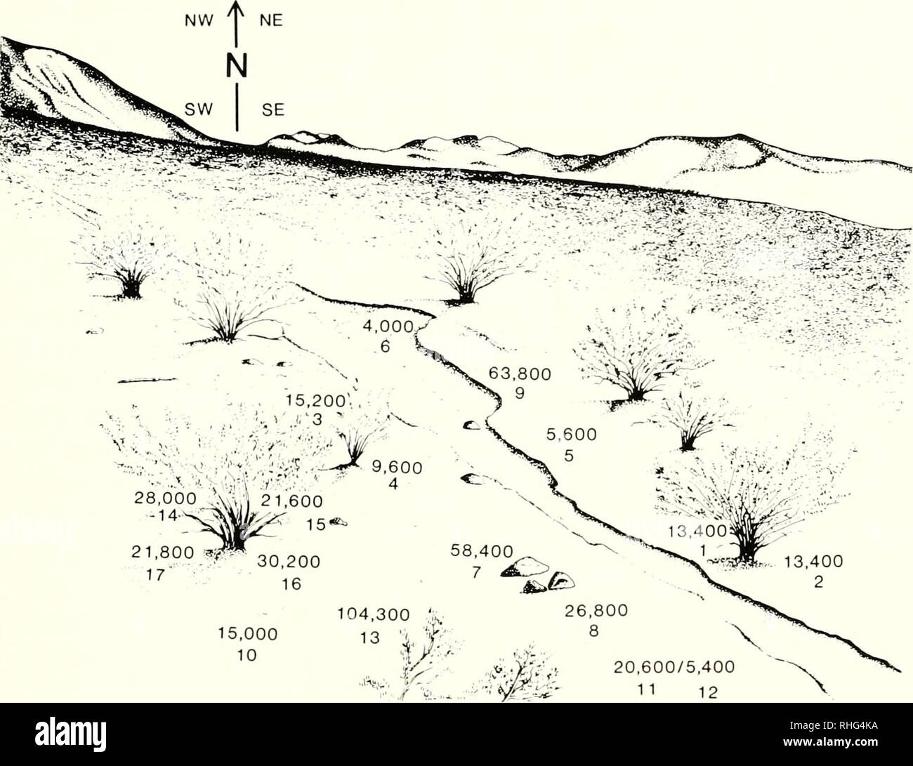 . Biology of the Heteromyidae. Heteromyidae. HETEROMYID FORAGING 561