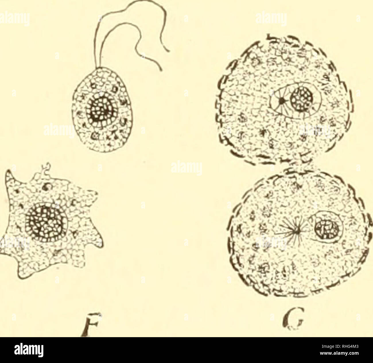 . The biology of the protozoa. Protozoa; Protozoa. m B 7Â§b ^ tAAitefa â¢&gt; 5&amp; x&lt; .&quot;*.'â â *. i; Â»â *Â»&quot; â â â¢---*,&quot;Â« Vâ Fig. 50.âNuclear division and budding in Heliozoa. A, Vegetative cell of Spfuu r- astrum with axial filaments focussed in a central granule (centroblepharoplast); B, C, D, division of central granule and spindle formation in Acanthocystis aculeata; E, F, formation of buds of same; G, exit of central granule from the nucleus of young cells. (After Schaudinn.) Â£. Please note that these images are extracted from scanned page images that may have bee Stock Photo