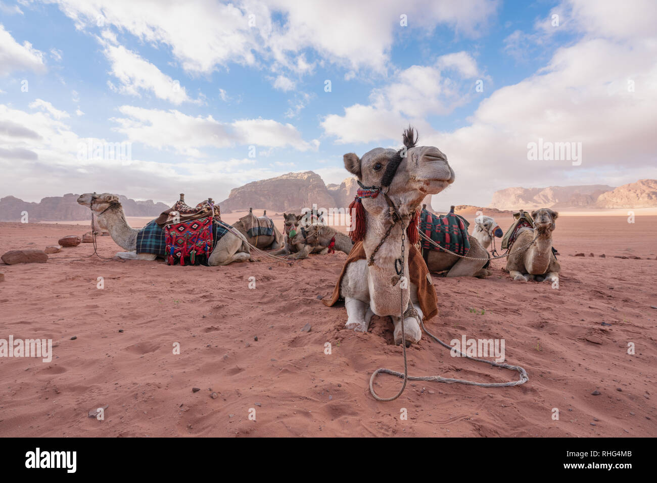 Wadi Rum desert landscape in Jordan with camels chilling in the morning Stock Photo