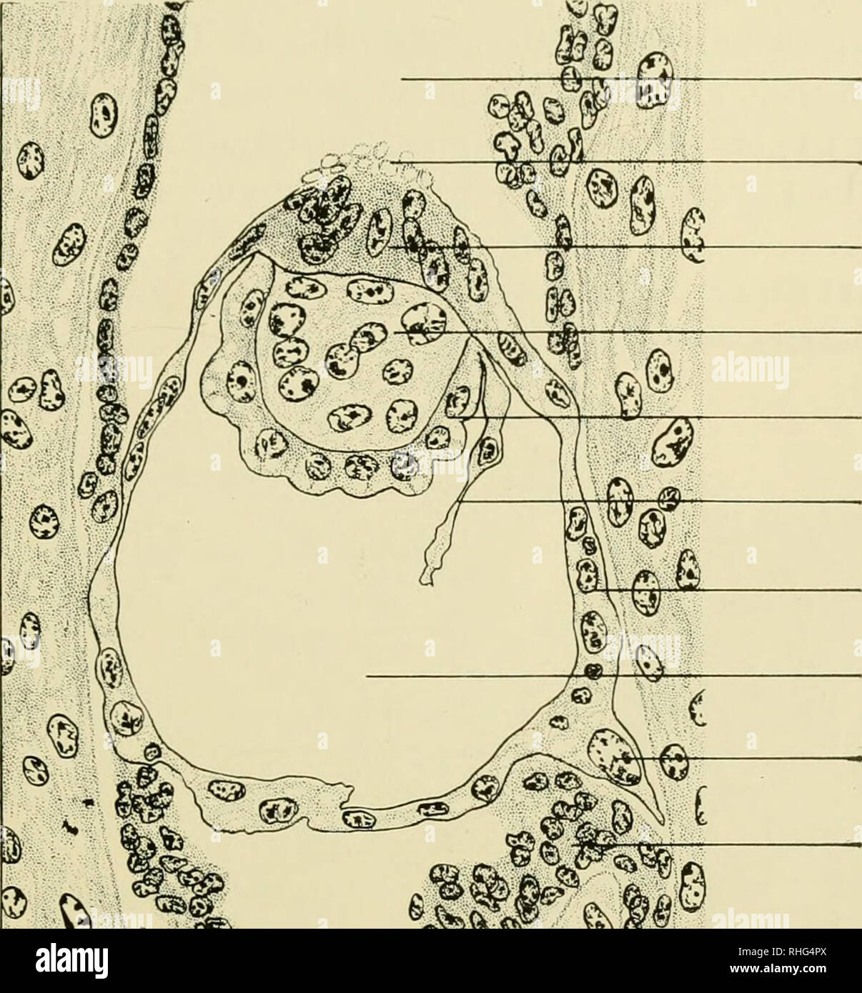 . Biology of the laboratory mouse. Mice as laboratory animals; Mice; Animals, Laboratory; Mice. THE EARLY EMBRYOLOGY OF THE MOUSE g elongated nuclei, and a ventral, more lightly staining portion with round nuclei* (Fig. 6). The former gives rise to various extra-embryonic struc- fa ^. t% r-3 uterine lumen Droplets of secretion Extra-embryonic ectoderm Embryonic ectoderm Proximal entoderm Distal entoderm Trophectoderm Yolk cavity — Giant cell Degenerating uterine epithelium. % (^W ^^' ^. Soh*.n Fig. 6.—^Longitudinal section of early egg cylinder stage at 4 days 15 hours after mating. Projection Stock Photo