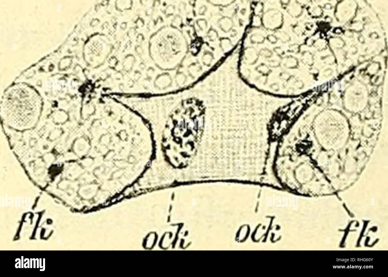 . Biologisches Zentralblatt. Biology. Querschnitt durch die Haarbüschelregion des Hinter- leibes eines jungen Männchens von Atemeies emar- ginatus; zeigt die mächtige Entwickelung des Fett- gewebes (32 : 1). / = Fettgewebe; oe = Oenocyten • m = Quermnskeln der Hinterleibsseiten.. Zweikernige Oenocyte in einem Fettge webslappen von Atemeies emarginatus (320: 1). och r= Kerne der Oenocyte. fk = Fettge- webskerne. stark entwickelt wie bei Lomechusa; dagegen fehlen die feinen gelben Tomentreihen der Abdominalbasis sowie die gelben Haar- büschel der Hüften und Schenkel. Was über die Entwickelung de Stock Photo