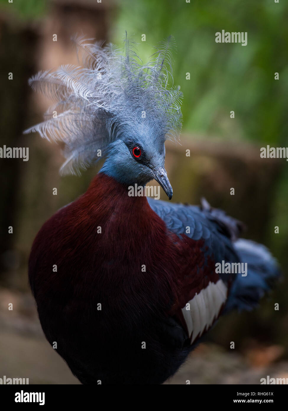 Southern crowned pigeon Goura scheepmakeri sclateri. Wildlife bird. Stock Photo
